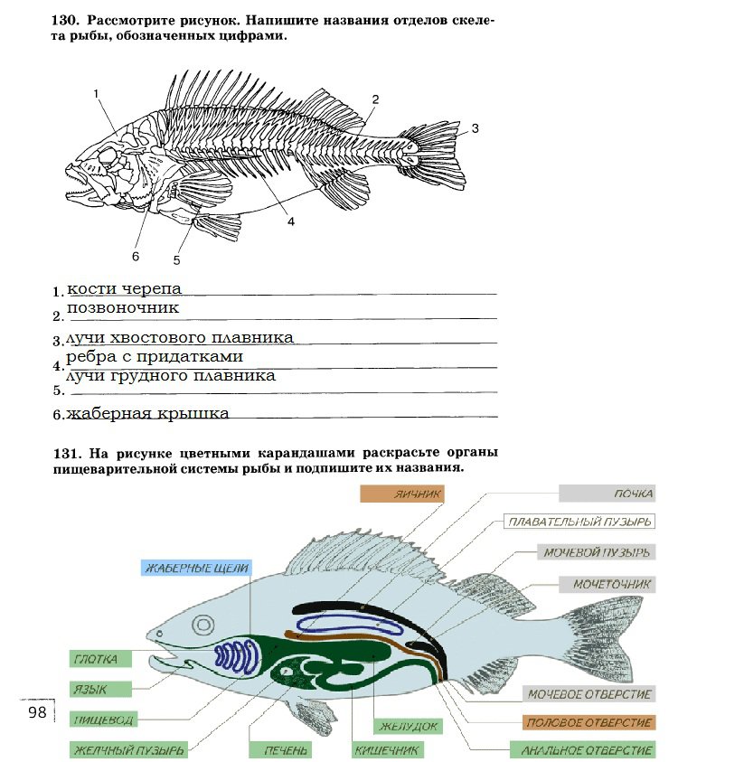 Тест рыбы 7 класс биология с ответами