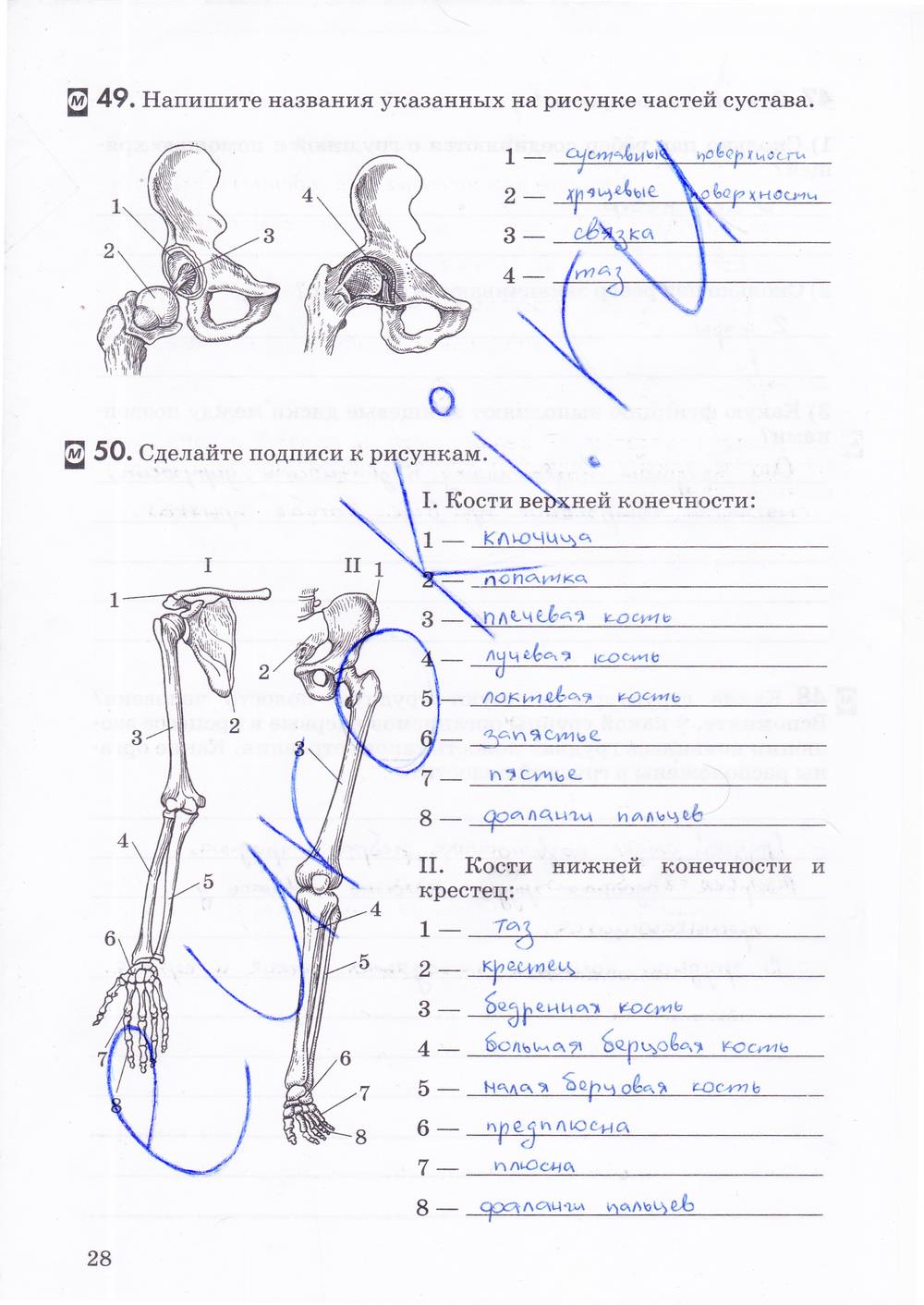 гдз 8 класс рабочая тетрадь страница 28 биология Колесов, Маш