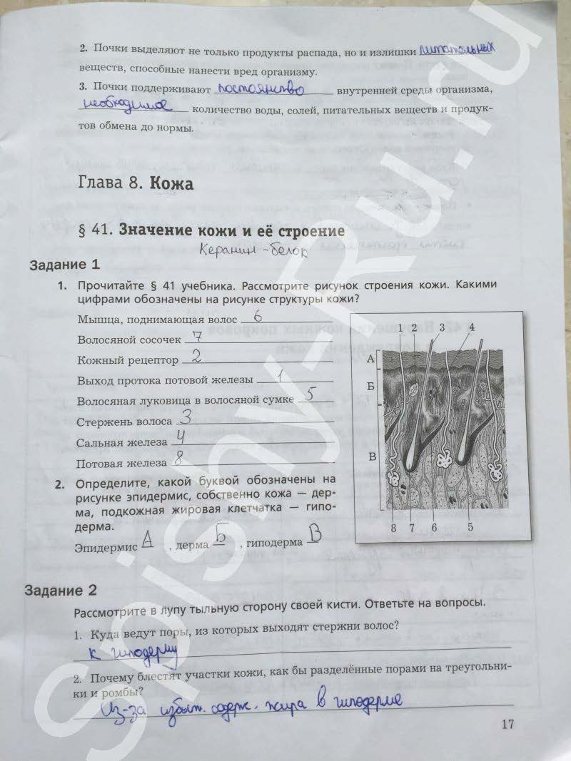 гдз 8 класс рабочая тетрадь часть 2 страница 17 биология Маш, Драгомилов