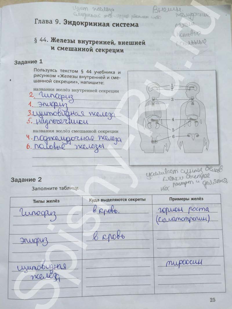 гдз 8 класс рабочая тетрадь часть 2 страница 25 биология Маш, Драгомилов