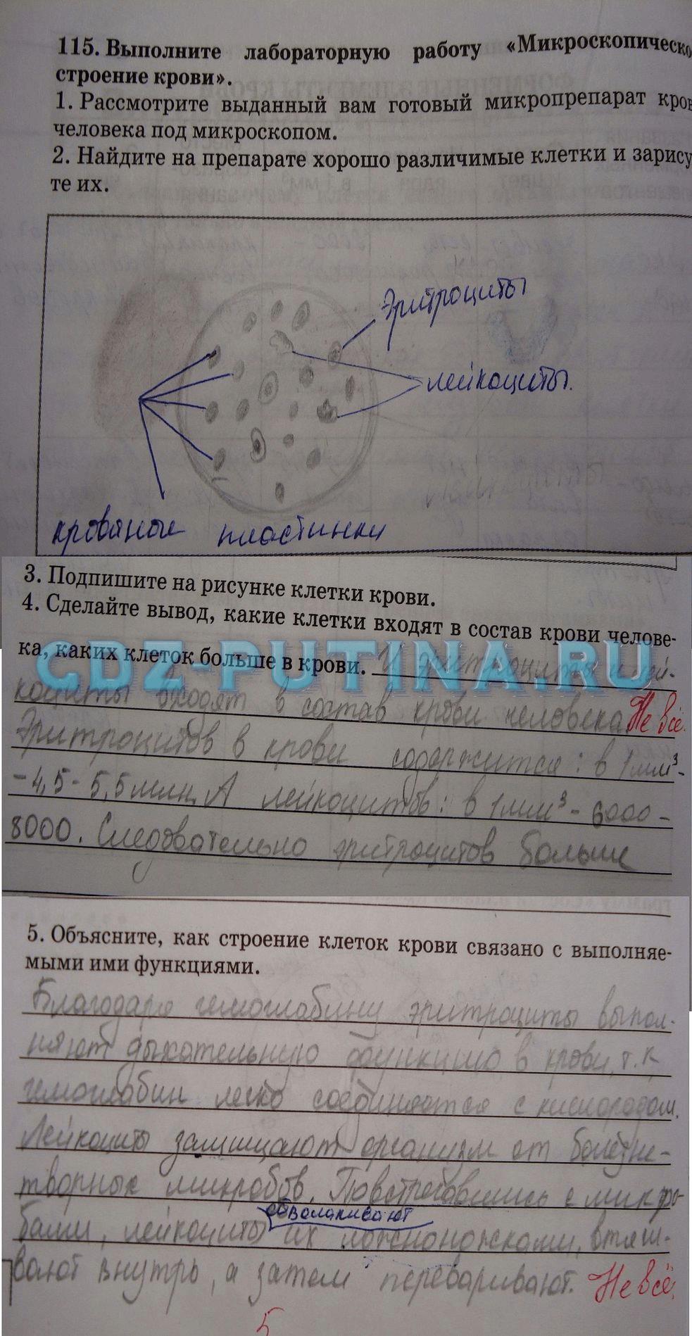 гдз 8 класс рабочая тетрадь задание 115 биология Сонин, Агафонова