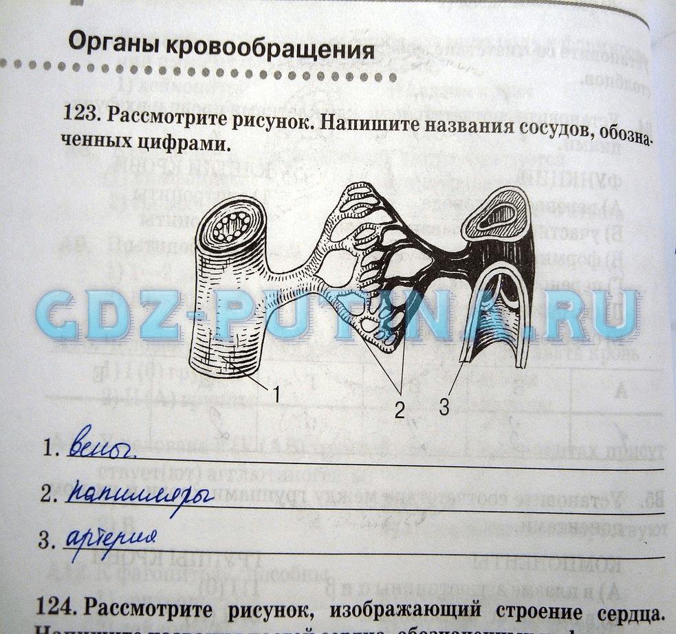гдз 8 класс рабочая тетрадь задание 123 биология Сонин, Агафонова