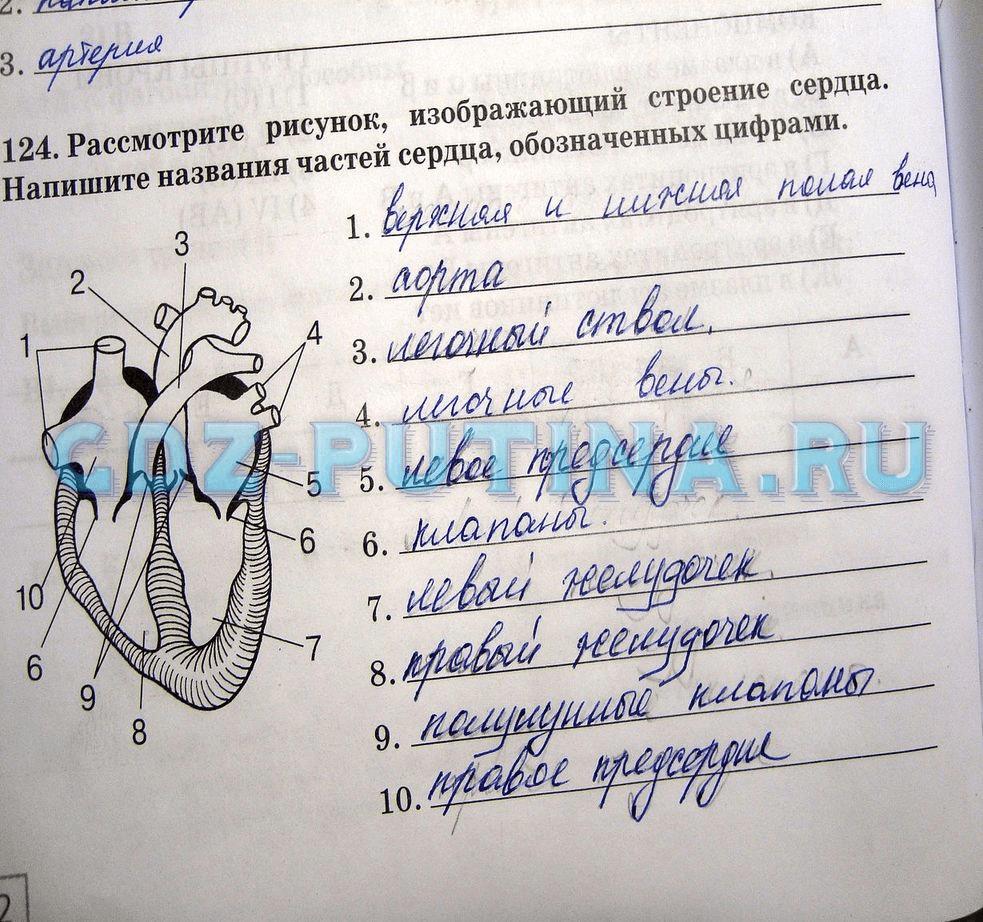 гдз 8 класс рабочая тетрадь задание 124 биология Сонин, Агафонова