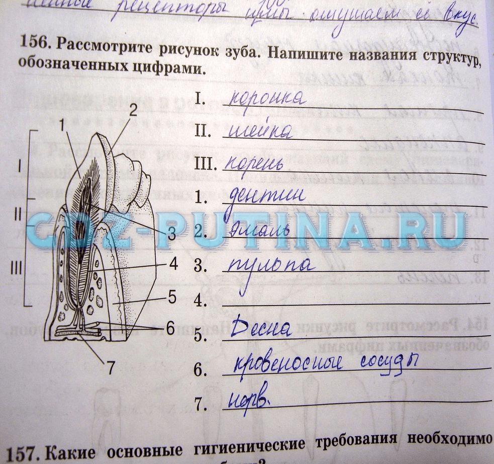 гдз 8 класс рабочая тетрадь задание 156 биология Сонин, Агафонова