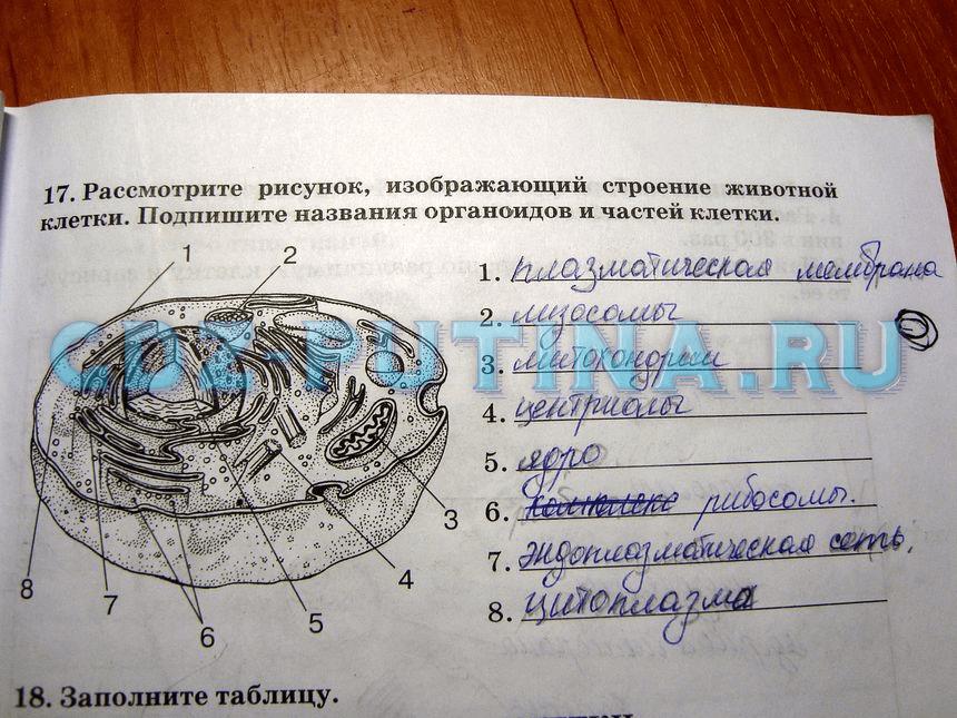 гдз 8 класс рабочая тетрадь задание 17 биология Сонин, Агафонова
