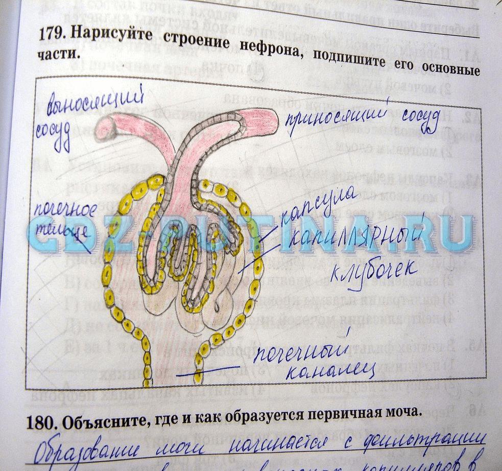 гдз 8 класс рабочая тетрадь задание 179 биология Сонин, Агафонова