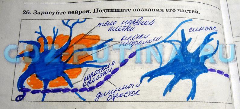 гдз 8 класс рабочая тетрадь задание 26 биология Сонин, Агафонова
