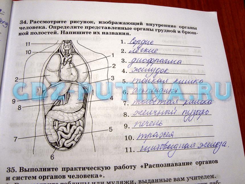 гдз 8 класс рабочая тетрадь задание 34 биология Сонин, Агафонова