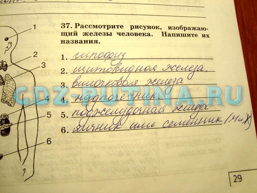 гдз 8 класс рабочая тетрадь задание 37 биология Сонин, Агафонова