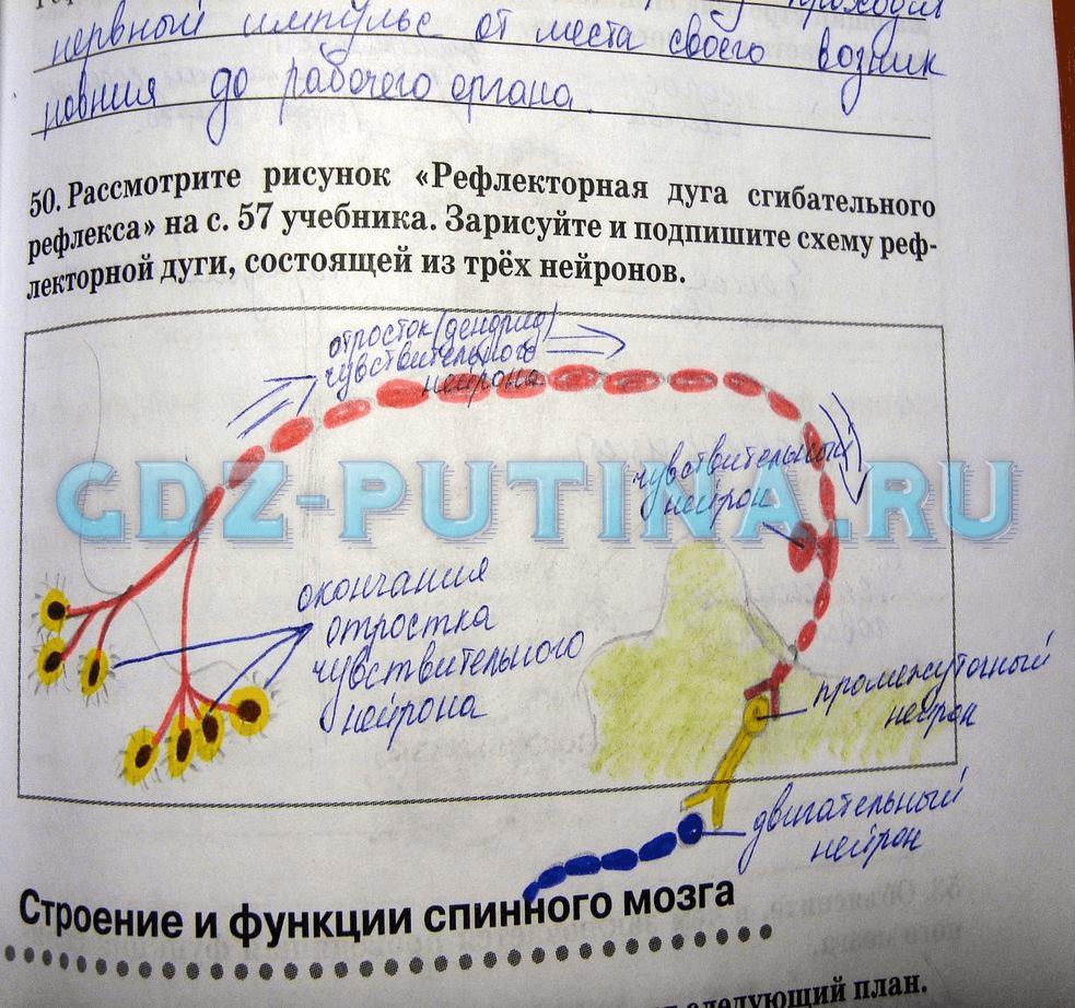 гдз 8 класс рабочая тетрадь задание 50 биология Сонин, Агафонова