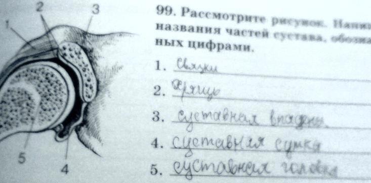 гдз 8 класс рабочая тетрадь задание 99 биология Сонин, Агафонова