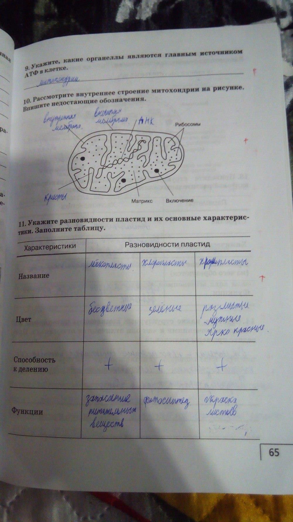 гдз 9 класс рабочая тетрадь страница 65 биология Мамонтов, Захаров